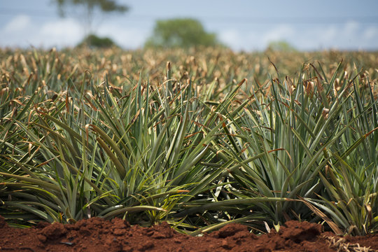 pineapple plantation in hawaii