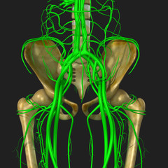 Knee joint