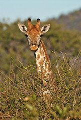 giraffe portrait vertically