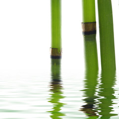 Naklejka premium bamboo reflecting on the water surface