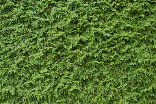 Green Thuja Texture