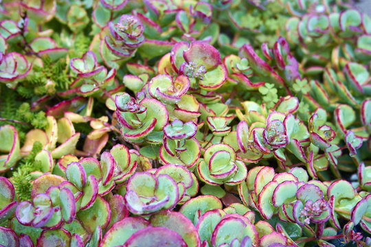 Colorful Sedum