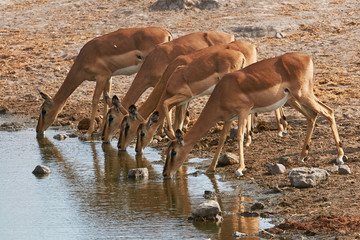 Herd of black-faced impala