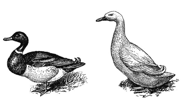 Canards de: Rouen, P&eacute;kin