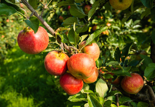 Tasty red apples from close