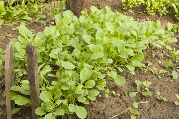 Green cabbage plants