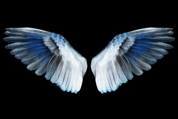 Fototapeta na wymiar Wings