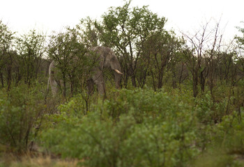 elephant, wet-season (Namibia)