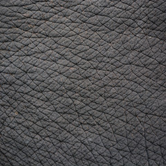 elephant skin