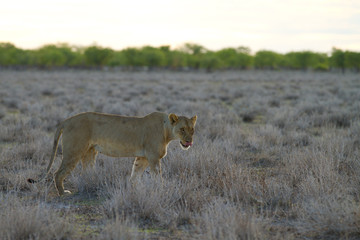 Fototapeta na wymiar lioness Etosha / Namibia