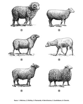 6 001 Best Brebis Images Stock Photos Vectors Adobe Stock