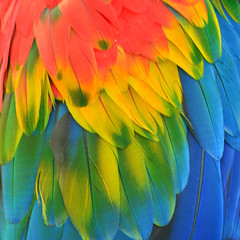 Obraz premium Macaw feathers