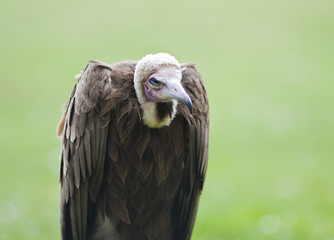 Vulture