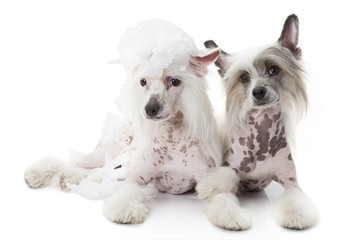 Two Hairless Chinese Crested dogs over white