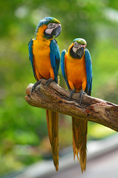 Fototapeta blue macaw parrots