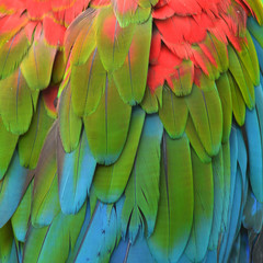 Macaw feathers