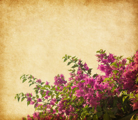 Dark pink bougainvillea against a background of old paper