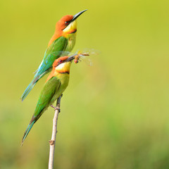 Couple of Bee eater Bird