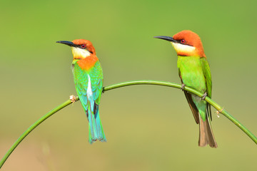 Couple of Bee eater Bird