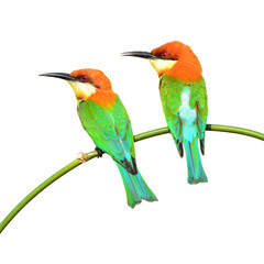 Couple of Bee eater Bird