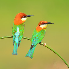 Couple of Bee eater Bird