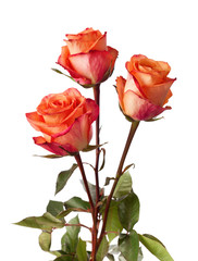 Three orange roses isolated on white background.