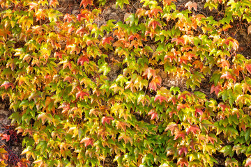 orange and green leaves
