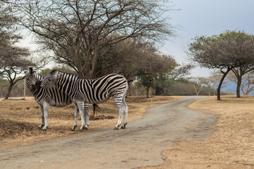 Fototapeta na wymiar Zebras African Reserve
