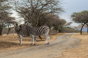 Fototapeta na wymiar Zebras African Reserve 2