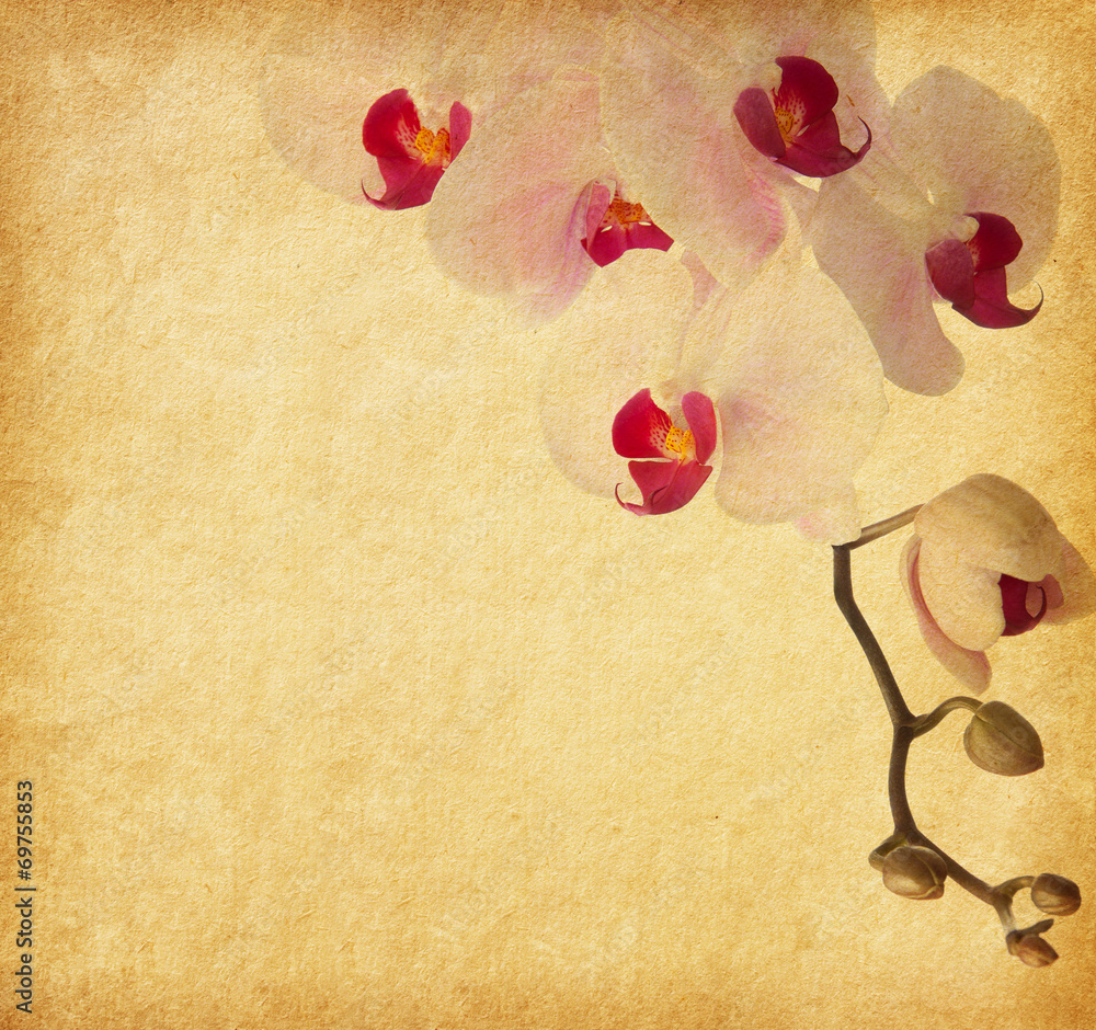 Sticker old paper background with orchid