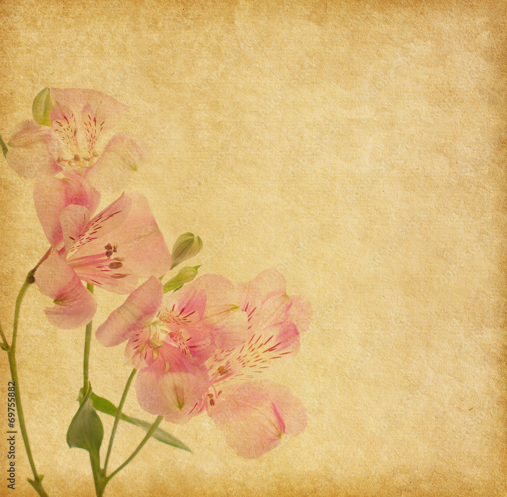 Wall mural Old paper background with alstroemeria.