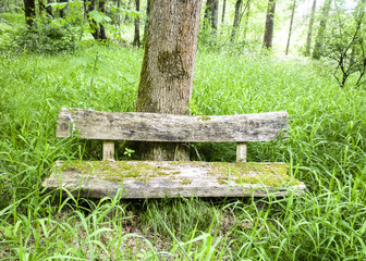 Eine moosbewachsene Bank im Wald im hohen Gras