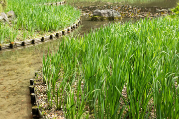 Fototapeta na wymiar The green grass gardening and stone in the pond.