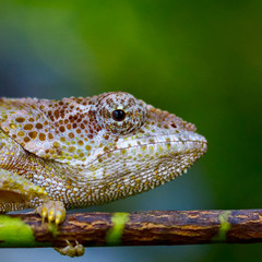 Madagascar