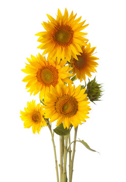 Bouquet of sunflowers isolated on a white background