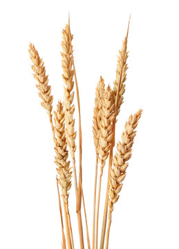Wheat ears isolated on white backgrounds