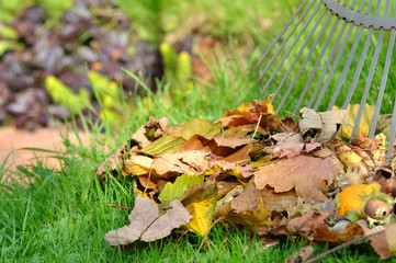 ratisser feuilles mortes