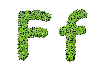 Duckweed alphabet letters "F" isolated on white background