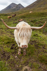 Hihgland cattle - 69757469