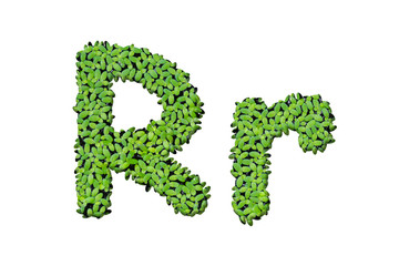 Duckweed alphabet letters "R" isolated on white background