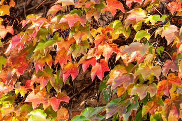 orange and green leaves
