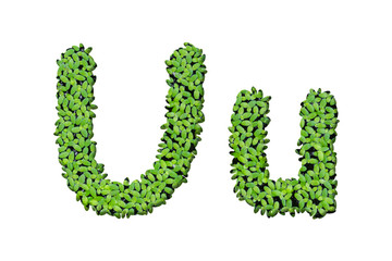 Duckweed alphabet letters "U" isolated on white background