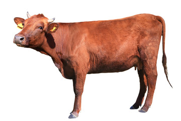 brown cow - Powered by Adobe