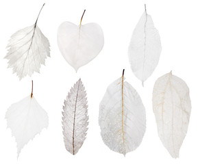 set of seven light leaf skeleton isolated on white