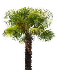 green small palm tree isolated on white