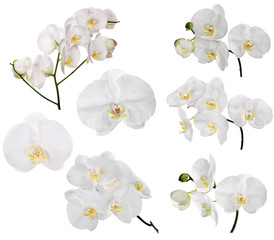 Naklejka na ściany i meble set of large white orchid flowers