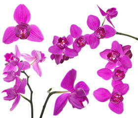 Fototapeta na wymiar set of three petals pink orchids