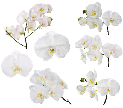 Fototapeta set of large white orchid flowers