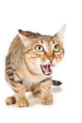 Cat licks her lips looking up