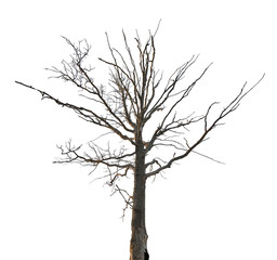 dead dry oak isolated on white